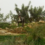 Shena